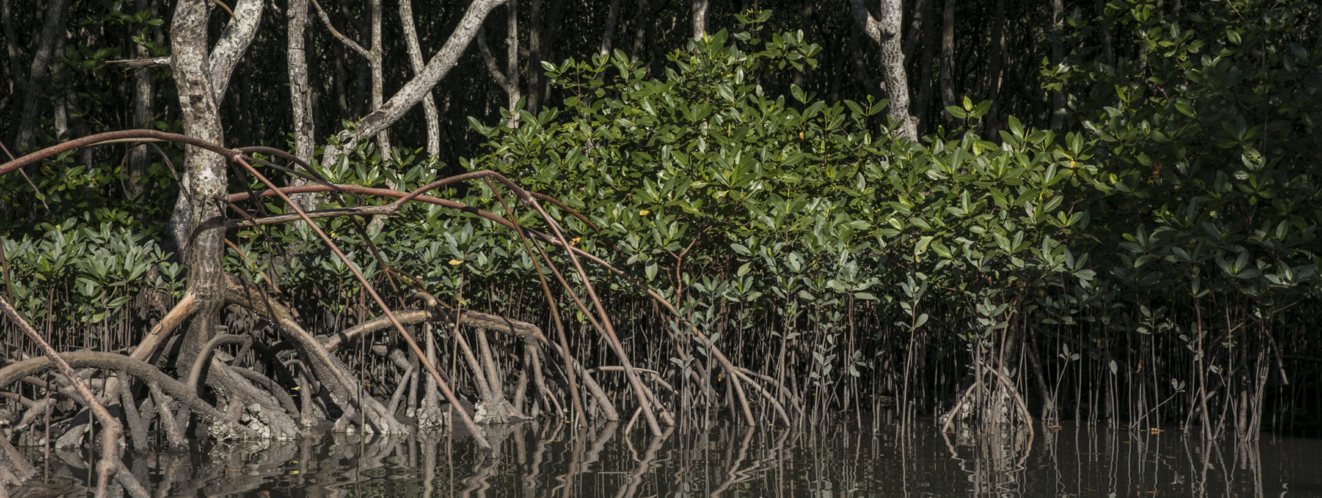 THE PRACTICE IN MANGROVES